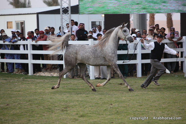 Al Khalediah Arabian Horse Festival Day 1