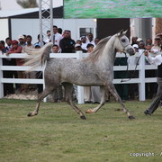 Al Khalediah Arabian Horse Festival Day 1
