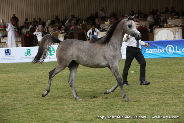 Al Khalediah Arabian Horse Festival Day 1