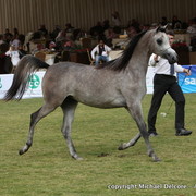 Al Khalediah Arabian Horse Festival Day 1
