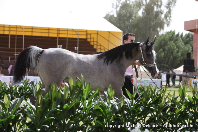 Al Khalediah Arabian Horse Festival Day 1