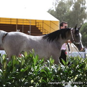 Al Khalediah Arabian Horse Festival Day 1