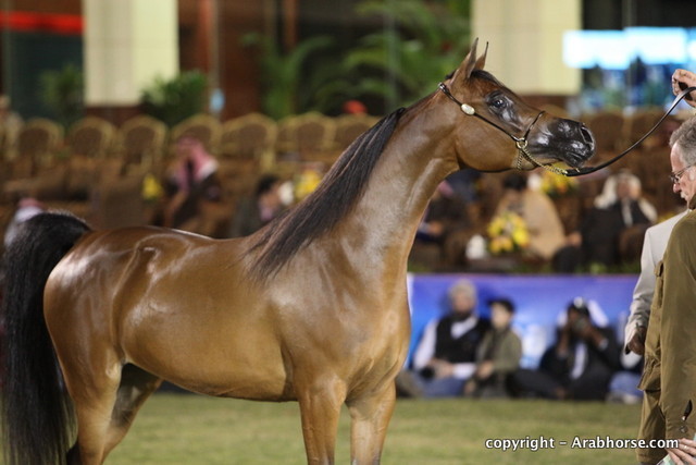 Al Khalediah Arabian Horse Festival Day 1