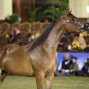 Al Khalediah Arabian Horse Festival Day 1