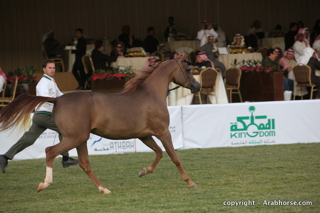 Al Khalediah Arabian Horse Festival Day 1