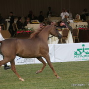 Al Khalediah Arabian Horse Festival Day 1