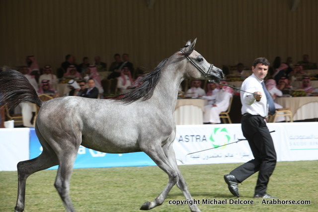 Al Khalediah Arabian Horse Festival Day 1