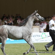 Al Khalediah Arabian Horse Festival Day 1