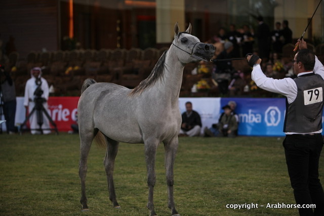 Al Khalediah Arabian Horse Festival Day 1