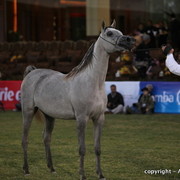 Al Khalediah Arabian Horse Festival Day 1