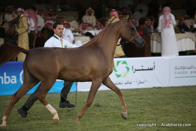 Al Khalediah Arabian Horse Festival Day 1