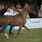 Al Khalediah Arabian Horse Festival Day 1