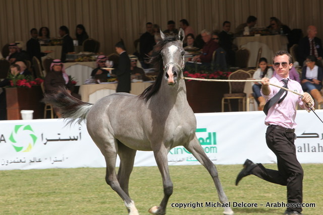 Al Khalediah Arabian Horse Festival Day 1
