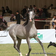 Al Khalediah Arabian Horse Festival Day 1