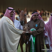 Al Khalediah Arabian Horse Festival Day 1