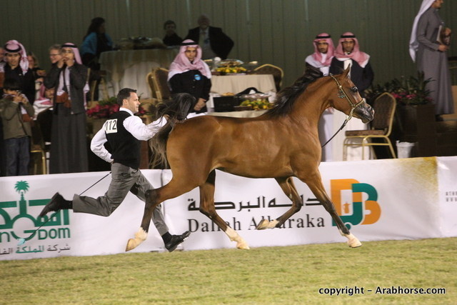 Al Khalediah Arabian Horse Festival Day 1