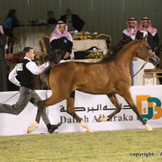 Al Khalediah Arabian Horse Festival Day 1