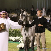 Al Khalediah Arabian Horse Festival Day 1