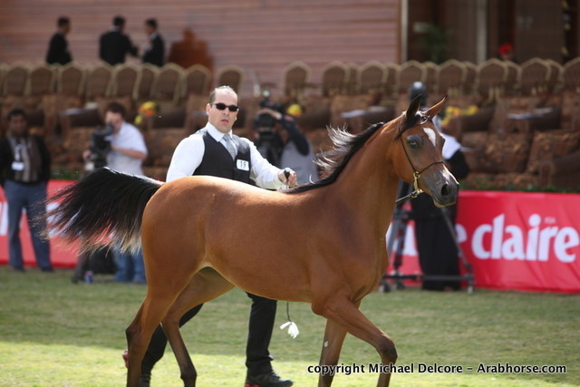 Ghanaj Al Shaqab by Marwan Al Shaqab