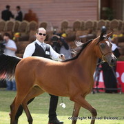 Ghanaj Al Shaqab by Marwan Al Shaqab