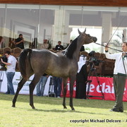 ES Arosa by Marwan Al Shaqab