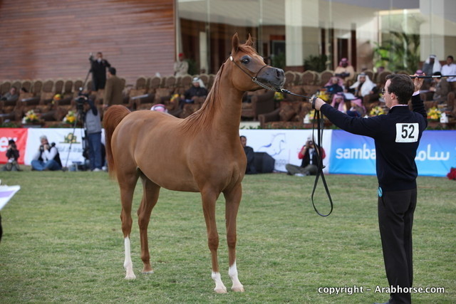 Al Khalediah Arabian Horse Festival Day 1