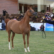 Al Khalediah Arabian Horse Festival Day 1