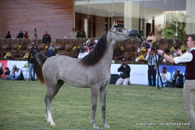 Al Khalediah Arabian Horse Festival Day 1