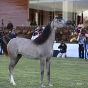 Al Khalediah Arabian Horse Festival Day 1