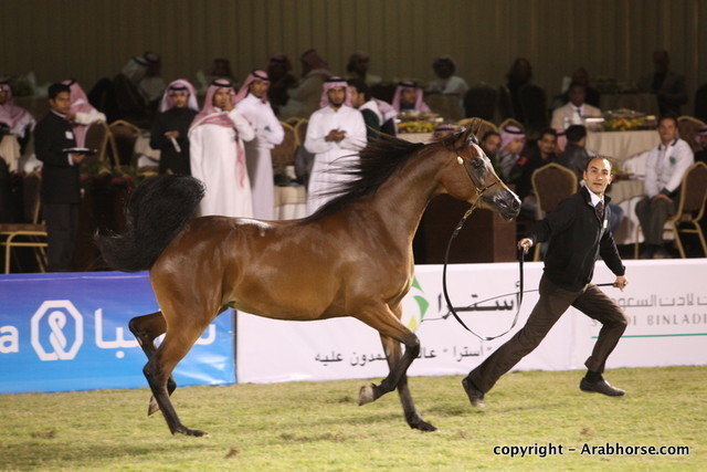 Al Khalediah Arabian Horse Festival Day 1