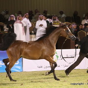 Al Khalediah Arabian Horse Festival Day 1