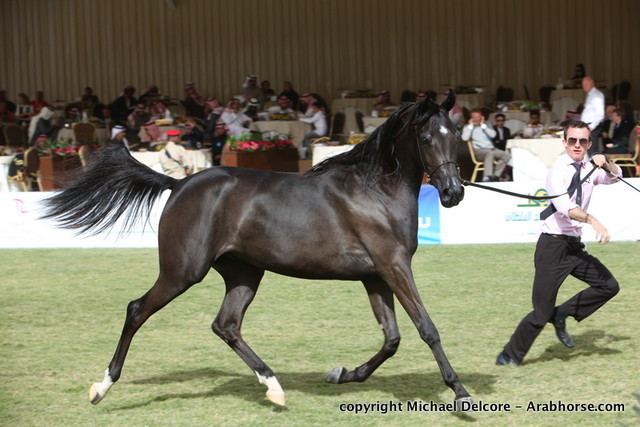 Al Khalediah Arabian Horse Festival Day 1