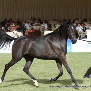 Al Khalediah Arabian Horse Festival Day 1