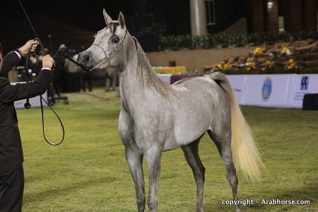 Al Khalediah Arabian Horse Festival Day 1