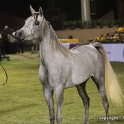 Al Khalediah Arabian Horse Festival Day 1