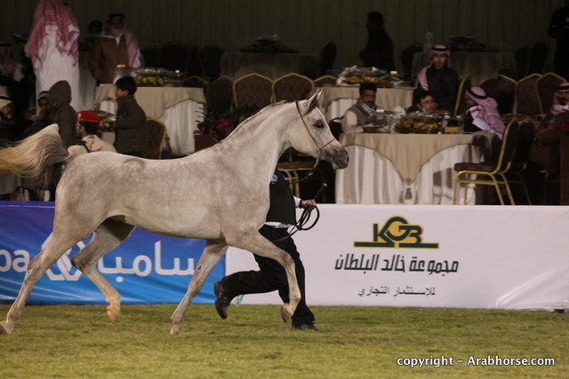 Al Khalediah Arabian Horse Festival Day 1
