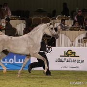 Al Khalediah Arabian Horse Festival Day 1