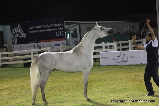 Al Khalediah Arabian Horse Festival Day 1