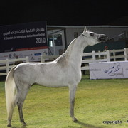 Al Khalediah Arabian Horse Festival Day 1