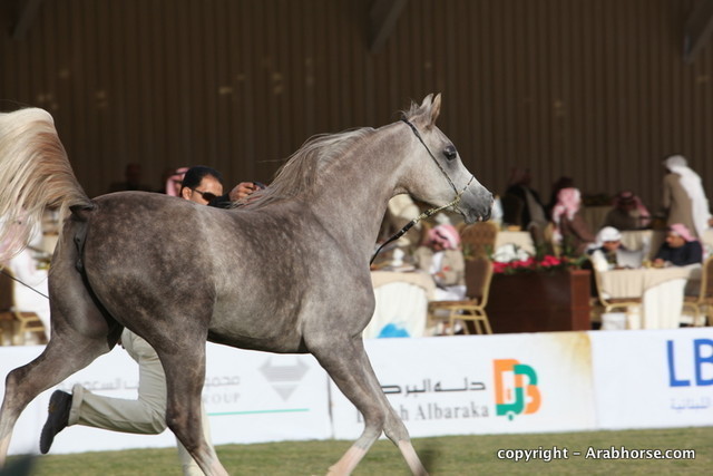 Al Khalediah Arabian Horse Festival Day 1