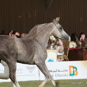 Al Khalediah Arabian Horse Festival Day 1
