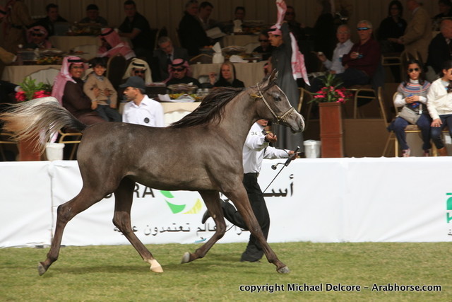 Shatha Al Aziziyah by Aseel Al Hamd