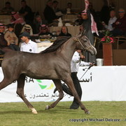 Shatha Al Aziziyah by Aseel Al Hamd