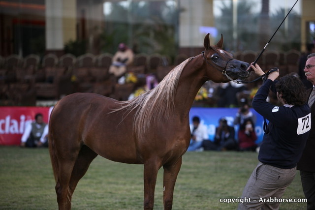 Al Khalediah Arabian Horse Festival Day 1