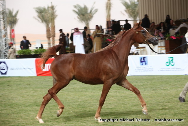 Al Khalediah Arabian Horse Festival Day 1
