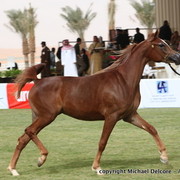 Al Khalediah Arabian Horse Festival Day 1