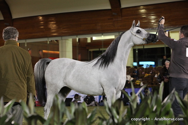 Al Khalediah Arabian Horse Festival Day 1
