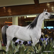 Al Khalediah Arabian Horse Festival Day 1
