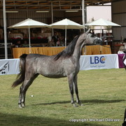 Al Khalediah Arabian Horse Festival Day 1
