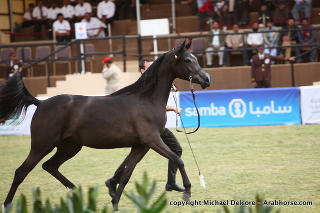 Al Khalediah Arabian Horse Festival Day 1